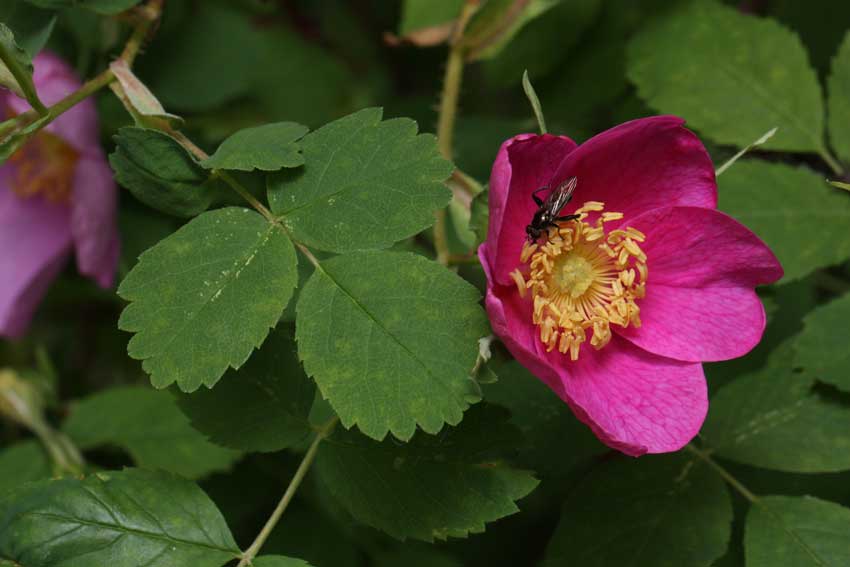 rosa2